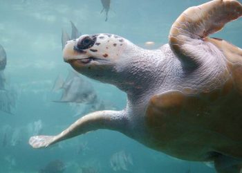 “Caretta Caretta Tuba” 20 bin kilometre yol gitti