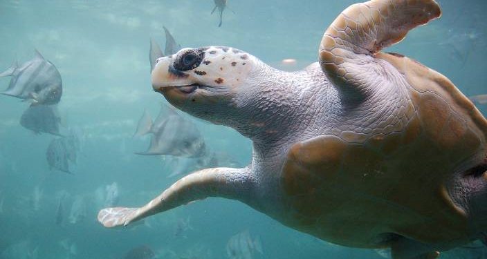 “Caretta Caretta Tuba” 20 bin kilometre yol gitti