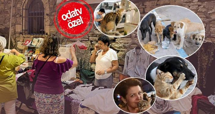 Sokak hayvanları için tezgah açtı, satış yaptı: “Çözüm kısırlaştırma”