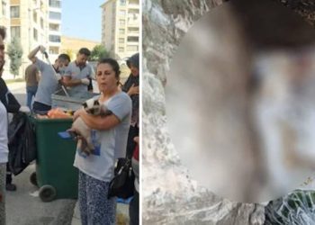 Vicdansızlar: Kedileri döverek öldürüp çöpe attılar