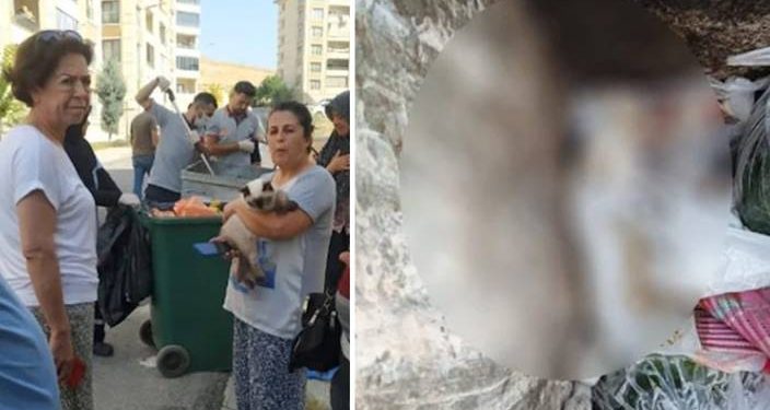 Vicdansızlar: Kedileri döverek öldürüp çöpe attılar
